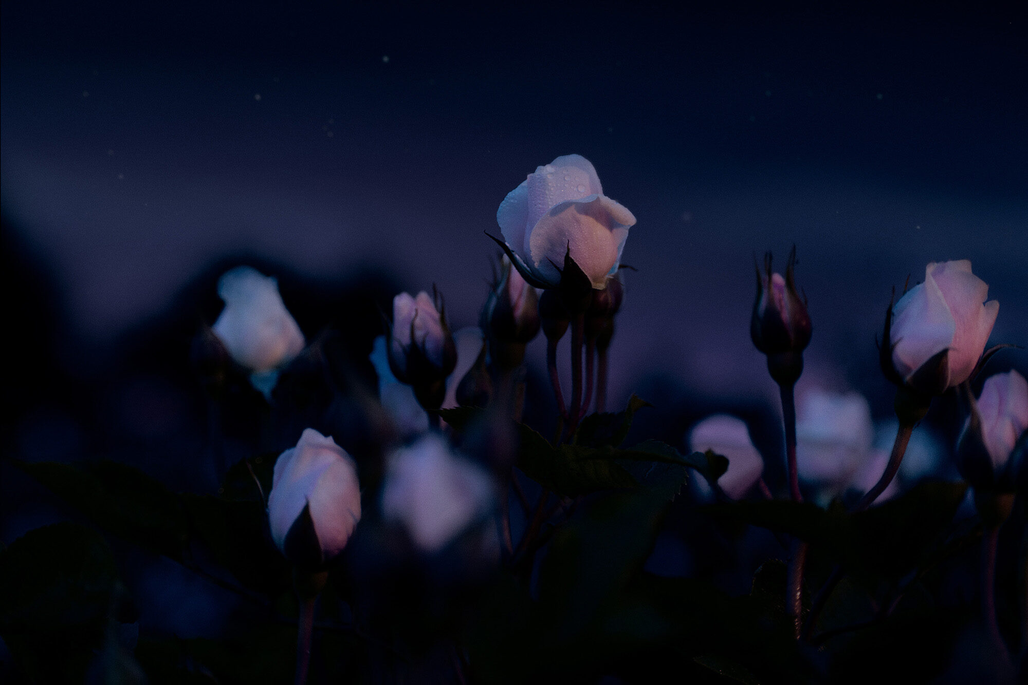 collectiveinterest, Dior Beauty