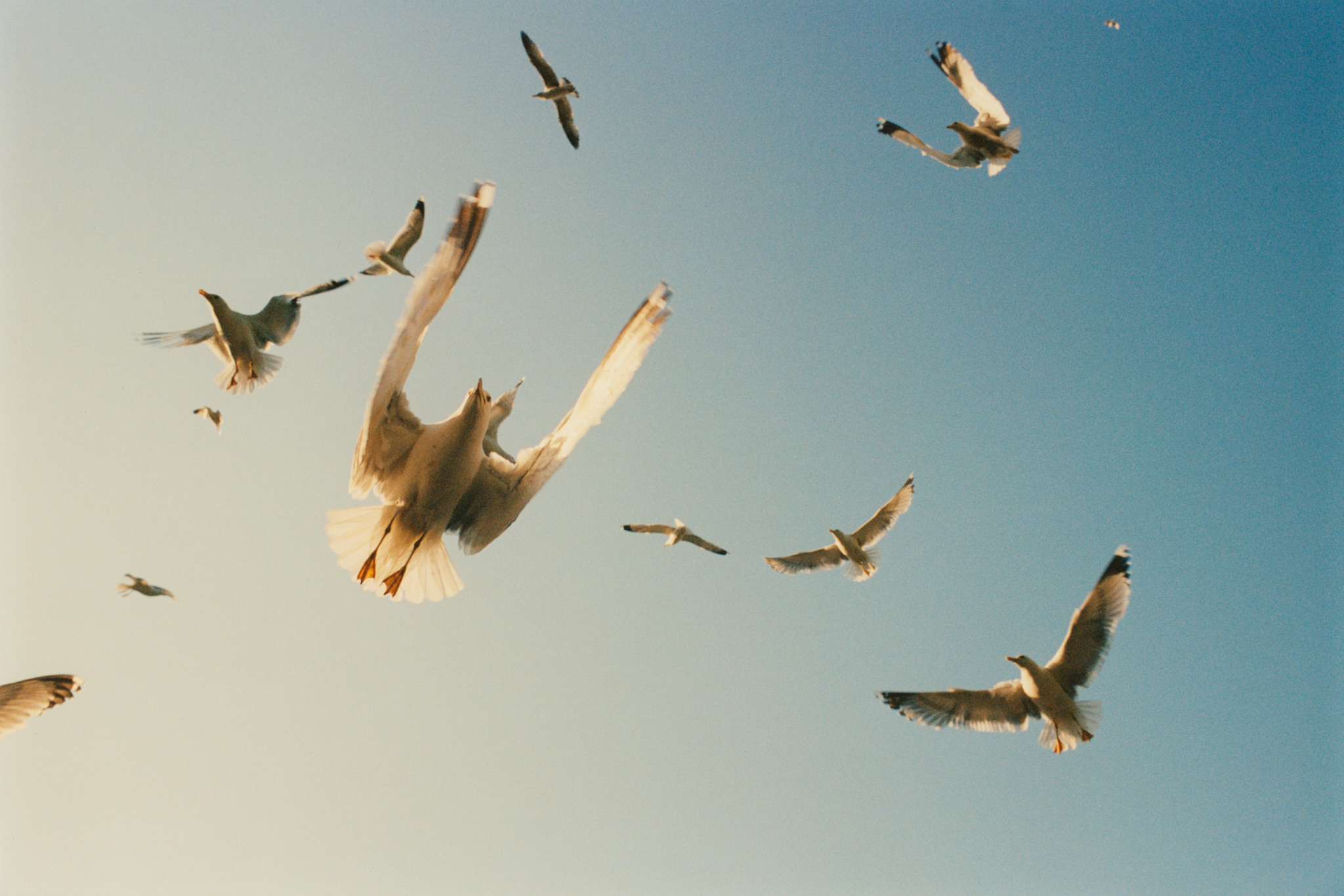 collectiveinterest, guillem lopez  nicolau