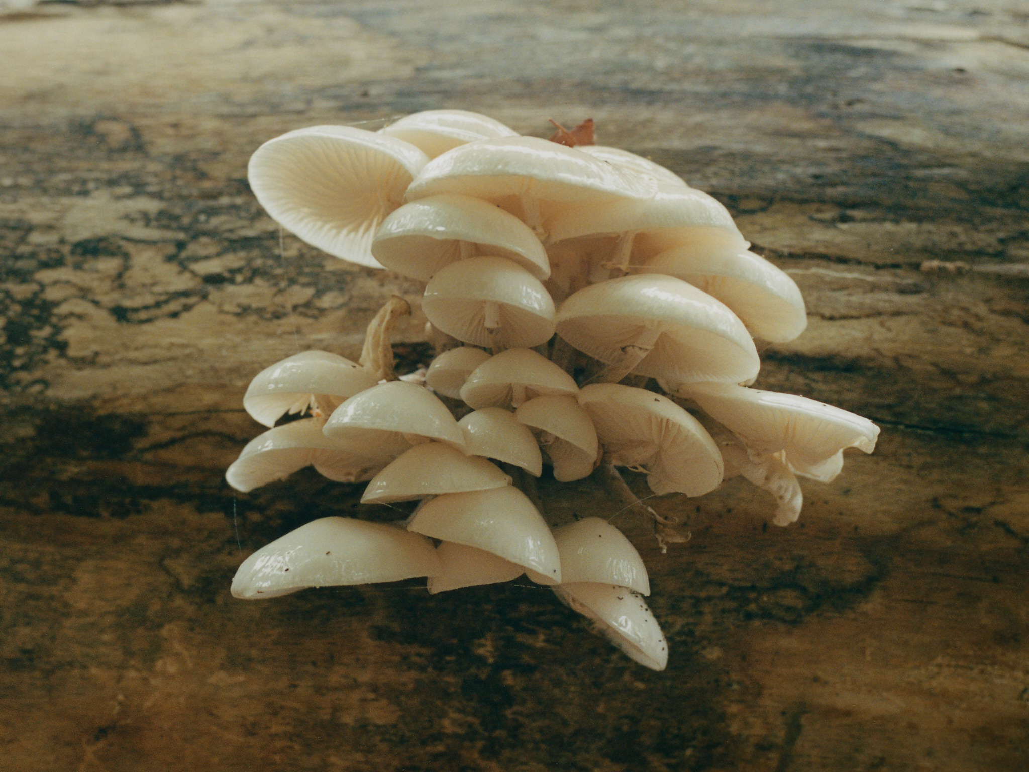 collectiveinterest, guillem lopez  nicolau