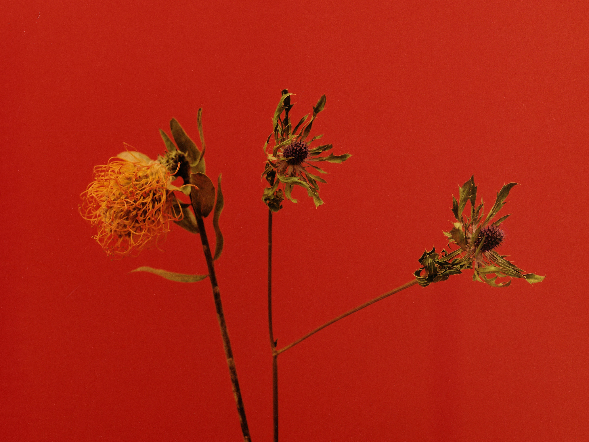 collectiveinterest, guillem lopez  nicolau